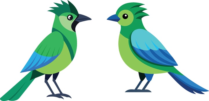 Art and illustration of beautiful bird Green Jay with white background. vector