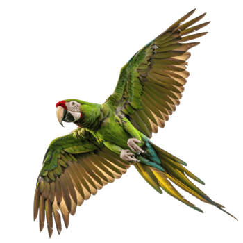 a green parrot flying in the air on a transparent background png