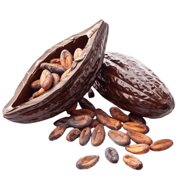 Cacao Isolated on Transparent Background png