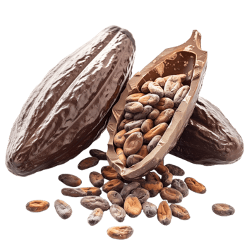 Cacao Isolated on Transparent Background png