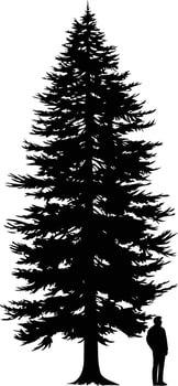 A striking silhouette of a towering pine tree with a person standing beneath it vector