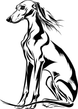 A sleek, stylized illustration of a sitting saluki dog vector