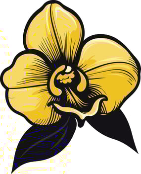 Yellow Orchid Flower Illustration vector