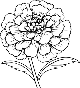 A delicate line drawing of a marigold flower, perfect for coloring pages, tattoo designs, or botanical illustrations vector