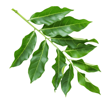 Curry Leaves Isolated on Transparent Background png