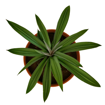 Top view of lush green potted plant with long pointed leaves in a terracotta pot cut out on transparent background png