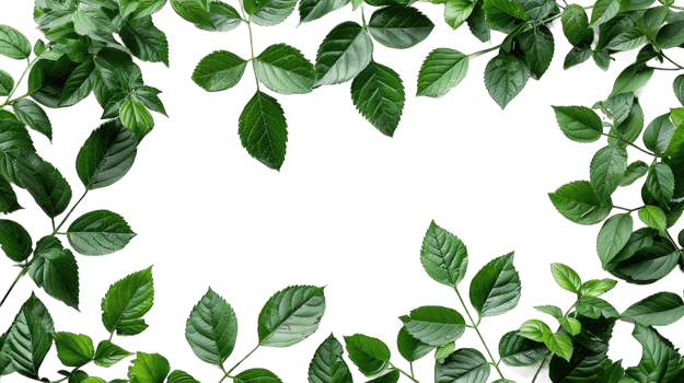 Dark green leaves frame or dark green leaves frame boarder isolated on transparent background cutout png