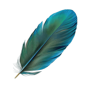 Blue green feather bird quill part of wing isolated on transparent background cutout png