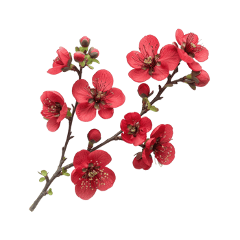 Branch of red rose flowers plant isolated on transparent background cutout png