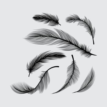 Fluffy feathers, flying plume quills silhouettes vector