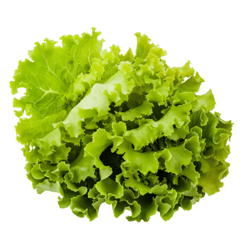 Lettuce Isolated on Transparent Background png