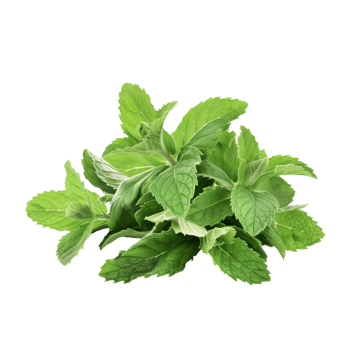 Mint Leaf Isolated on Transparent Background png