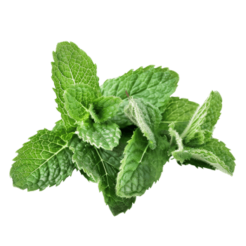 Mint Leaf Isolated on Transparent Background png
