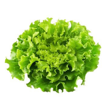 Lettuce Isolated on Transparent Background png