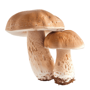 Mushroom Isolated on Transparent Background png