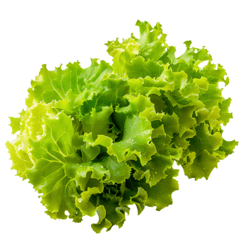 Lettuce Isolated on Transparent Background png
