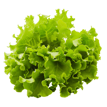 Lettuce Isolated on Transparent Background png