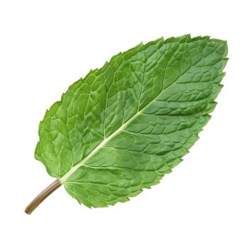 Mint Leaf Isolated on Transparent Background png