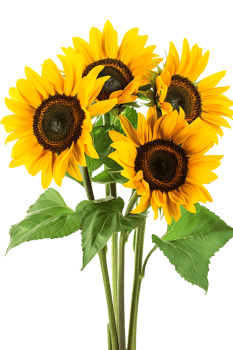bouquet of sunflowers standing out against a transparent background png