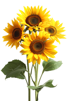 bouquet of sunflowers standing out against a transparent background png