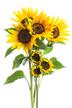 bouquet of sunflowers standing out against a transparent background png
