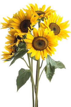 bouquet of sunflowers standing out against a transparent background png