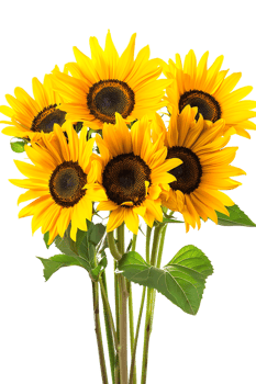 bouquet of sunflowers standing out against a transparent background png