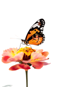 Butterfly on a flower isolated against a transparent background png