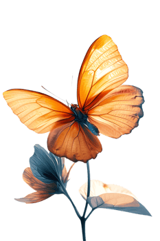 Butterfly on a flower isolated against a transparent background png
