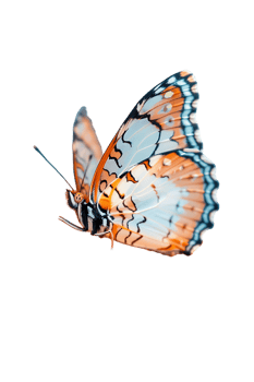 Butterfly in flight isolated against a transparent background png