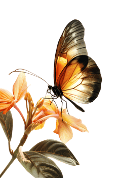 Butterfly on a flower isolated against a transparent background png