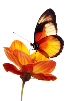Butterfly on a flower isolated against a transparent background png