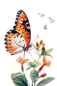 Butterfly on a flower isolated against a transparent background png