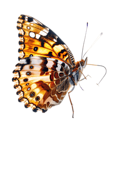 Butterfly in flight isolated against a transparent background png