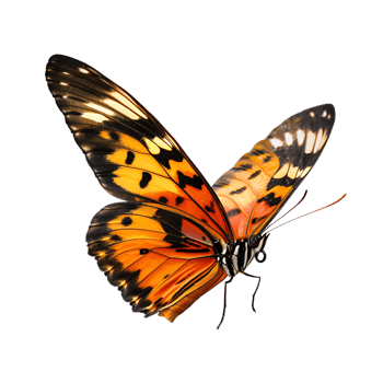 Butterfly in flight isolated against a transparent background png