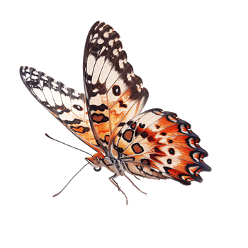 Butterfly in flight isolated against a transparent background png
