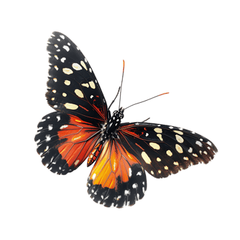 Butterfly in flight isolated against a transparent background png