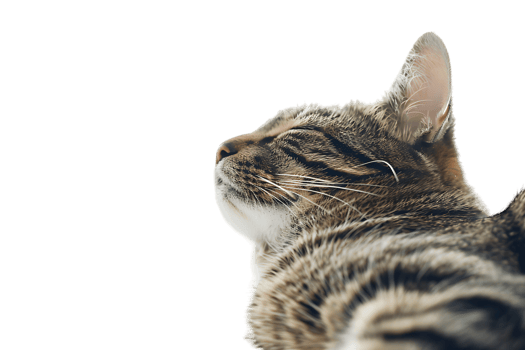Cat relaxing isolated against a transparent background png