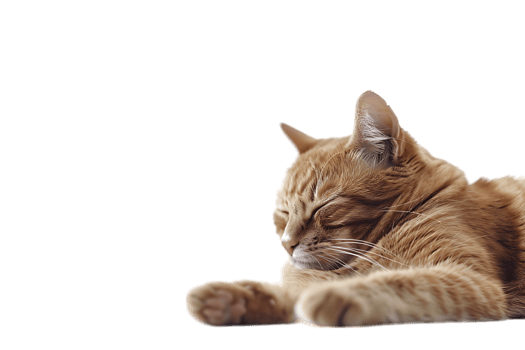 Cat relaxing isolated against a transparent background png