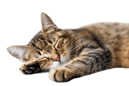 Cat relaxing isolated against a transparent background png
