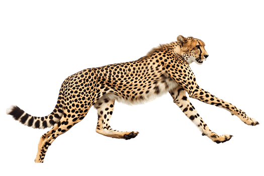 Cheetah running, side view, isolated against a transparent background png