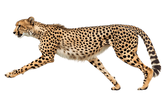 Cheetah running, side view, isolated against a transparent background png