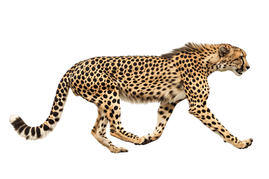 Cheetah running, side view, isolated against a transparent background png