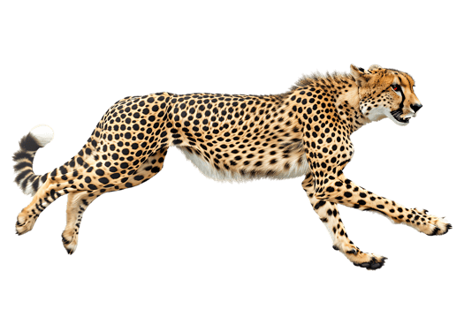 Cheetah running, side view, isolated against a transparent background png