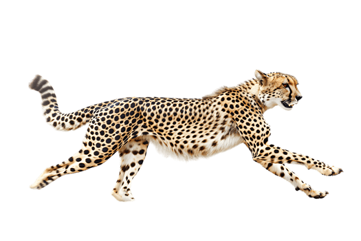 Cheetah running, side view, isolated against a transparent background png