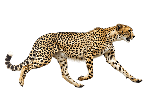 Cheetah running, side view, isolated against a transparent background png