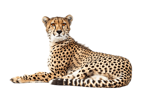 Cheetah lying down, isolated against a transparent background png