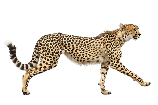 Cheetah running, side view, isolated against a transparent background png