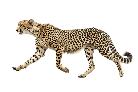 Cheetah running, side view, isolated against a transparent background png