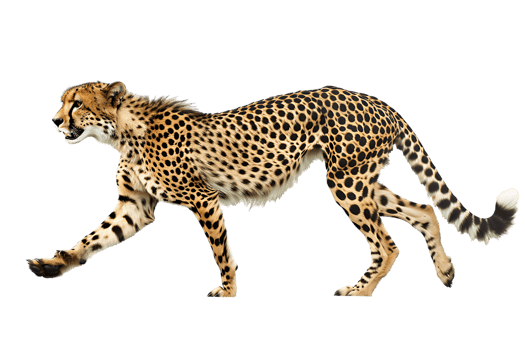 Cheetah running, side view, isolated against a transparent background png